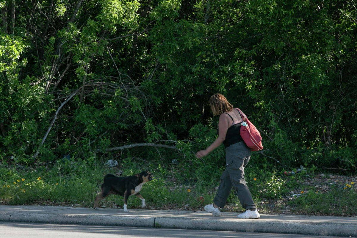 Bailey barks and lunges aggressively at an unidentified pedestrian trying to walk down the sidewalk in the 2200 block of Bandera Road on April 27. The dog was later surrendered to Animal Care Services and euthanized. ACS officials issued criminal citations to Bailey's owner this week for the dog running loose and for not getting the dog a legally required rabies vaccination.