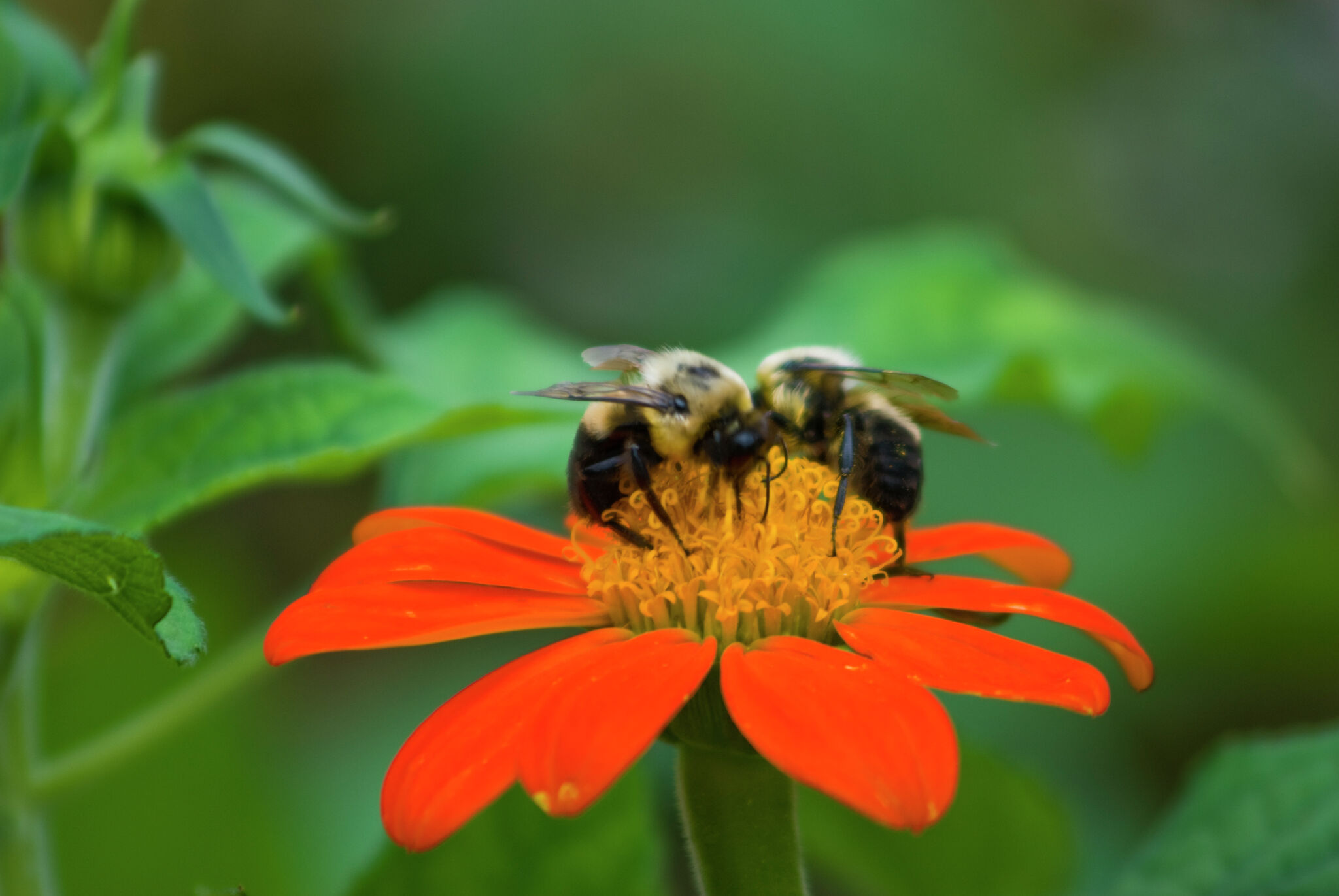 How to Get Rid of Bees Without Killing Them