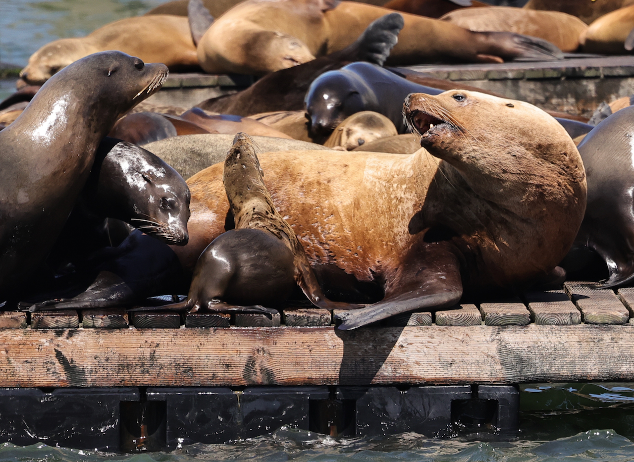 Basking seals at Pier 39, Fisherman's Wharf, San Francisco Stock