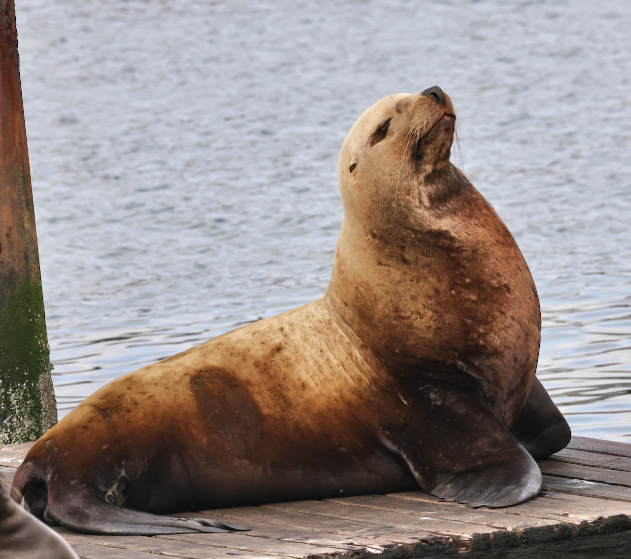 Sea lions at Pier 39 in San Francisco Stock Photo by wirestock