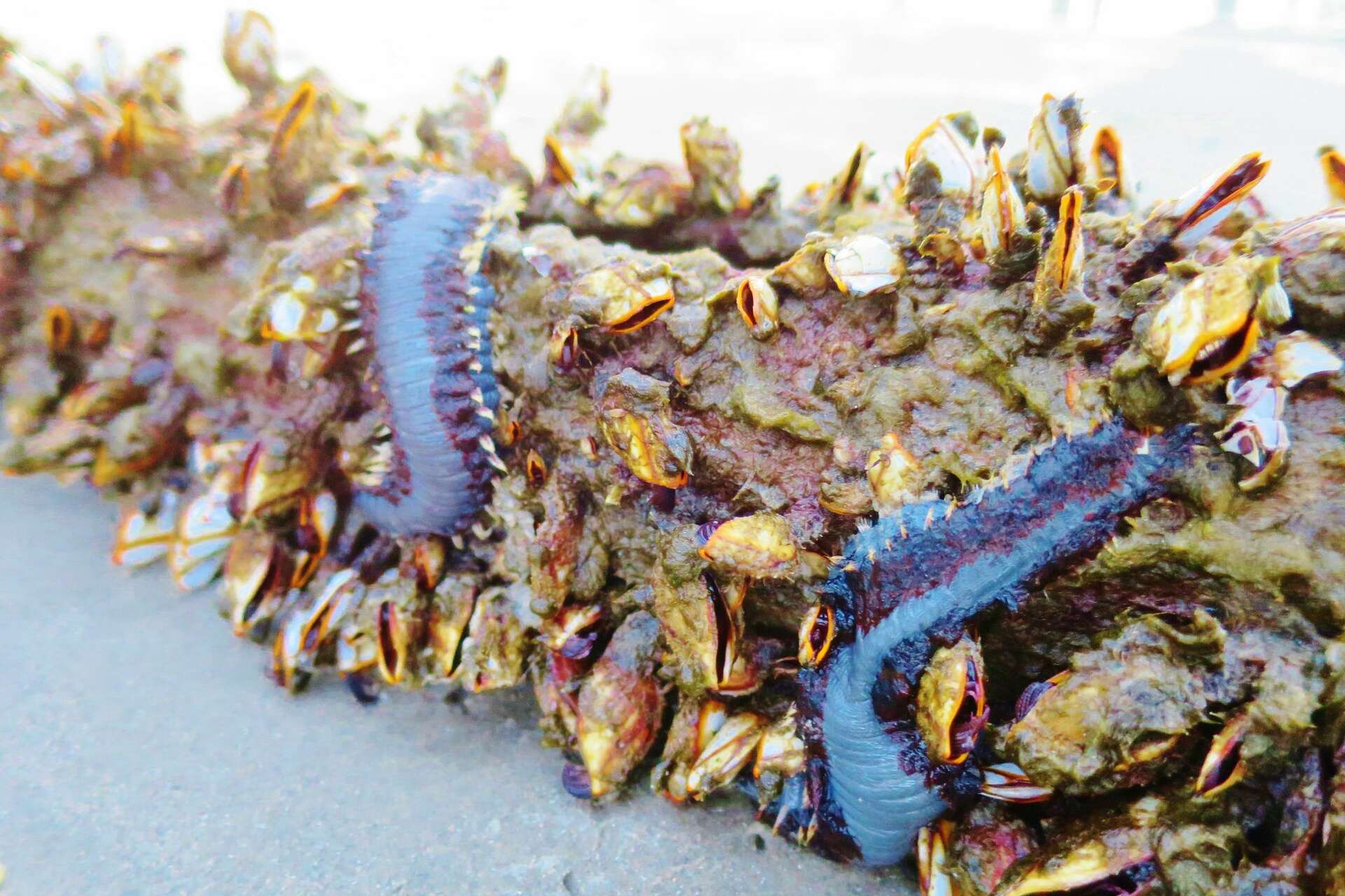 Creepy poisonous worms spotted along Texas beaches