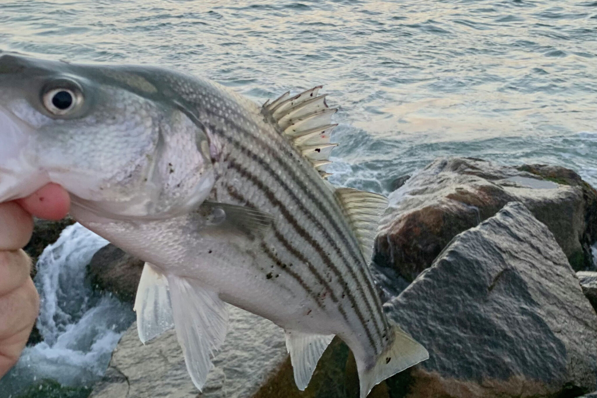 Beginner's guide to striped bass fishing in the Hudson