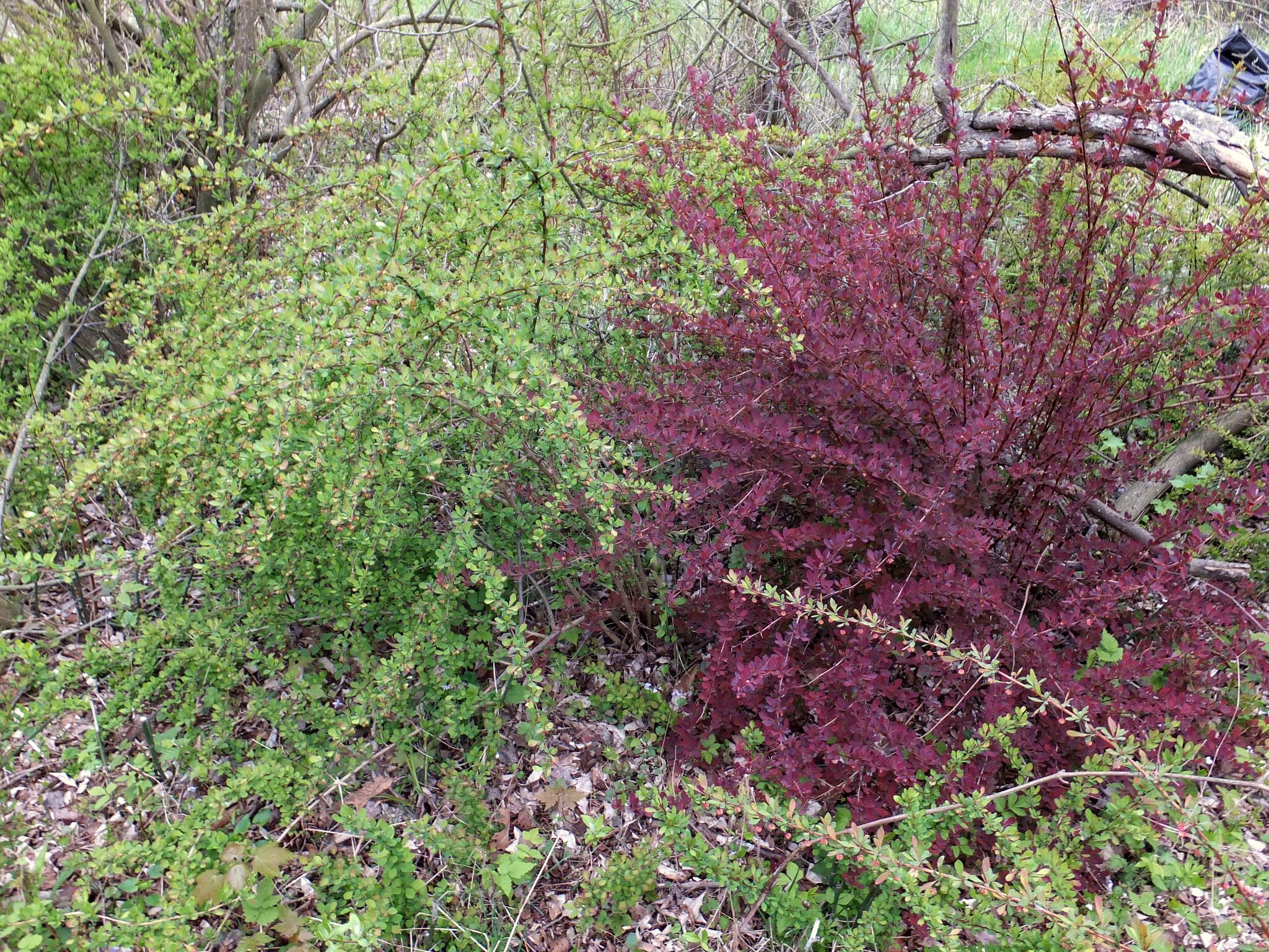 Trade up invasive Japanese barberry, get up to $50, help environment - Vimarsana News