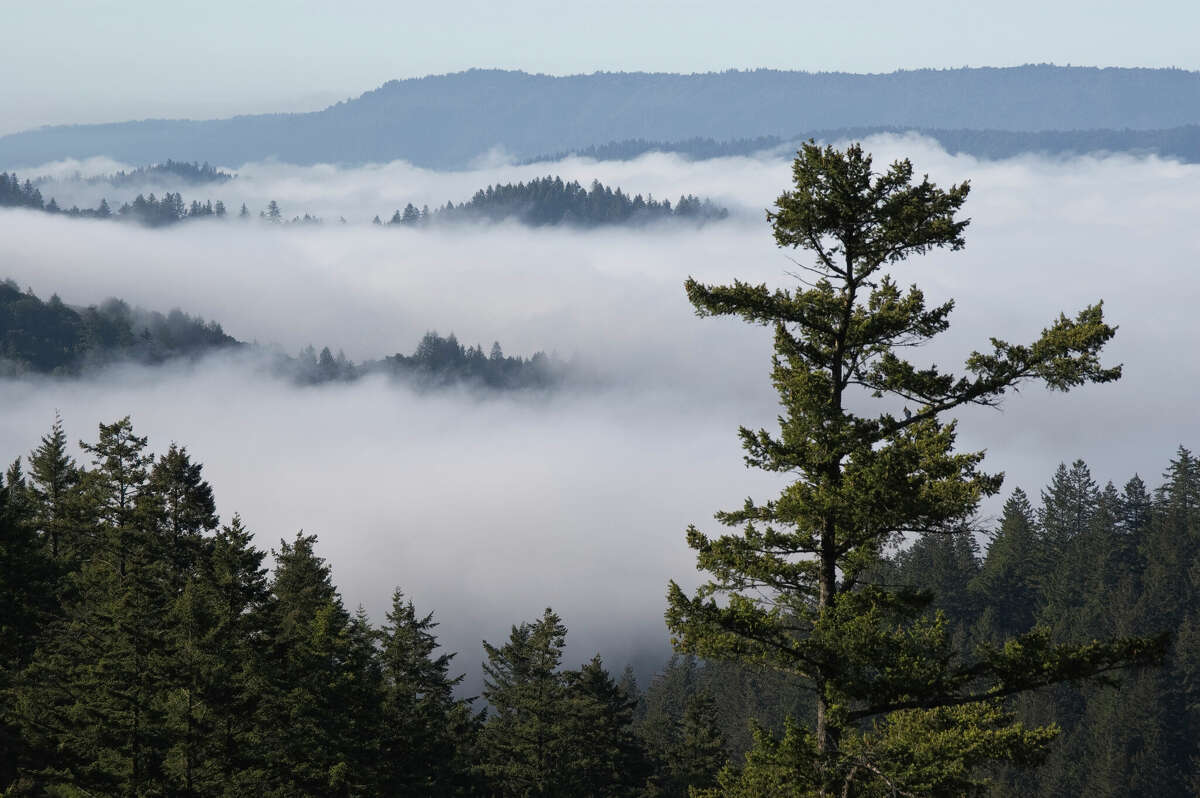 Russian Ridge Open Space Preserve in San Mateo County as the fog rolls off from the Pacific Ocean.