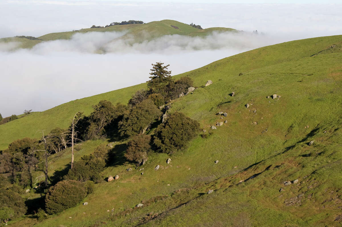 Russian Ridge Open Space Preserve in San Mateo County as the fog rolls off from the Pacific Ocean.