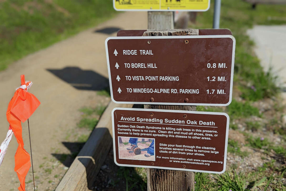 Borel Hill — named for a Swiss banker involved with the Spring Valley Water Company and later the creation of Crystal Springs Reservoir — is a hilly 0.8-mile trek from the main parking lot at Russian Ridge.