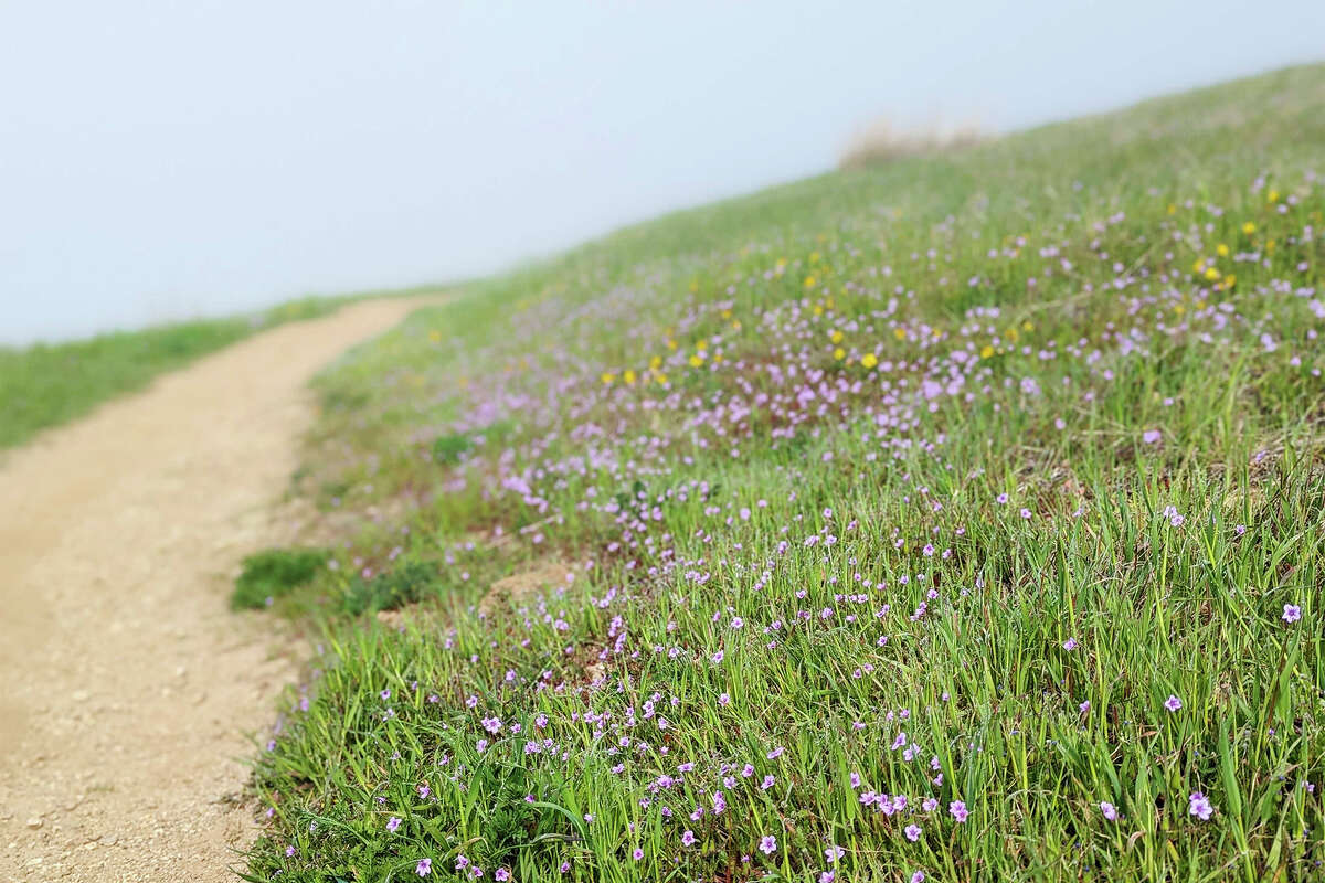 Russian Ridge is “probably most famous” for its spectacular wildflower blooms that are starting to pop right now.