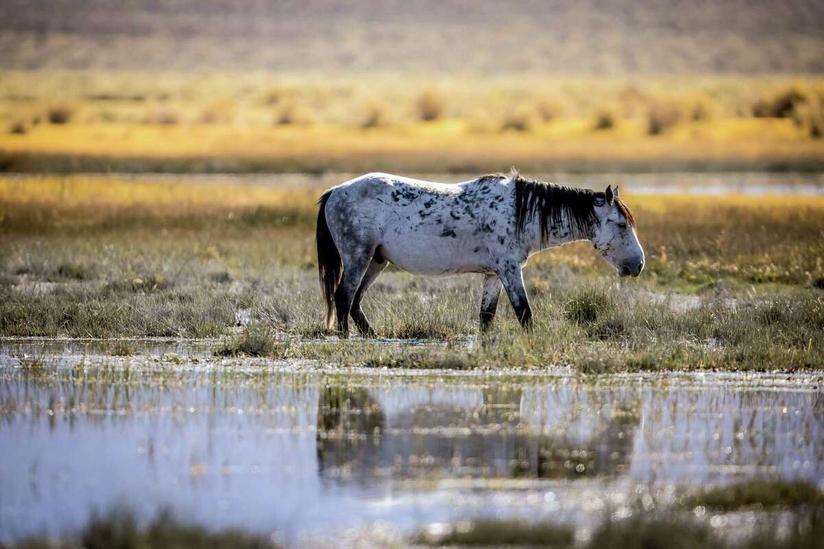 Why are wild horses mysteriously turning up dead at Mono Lake?