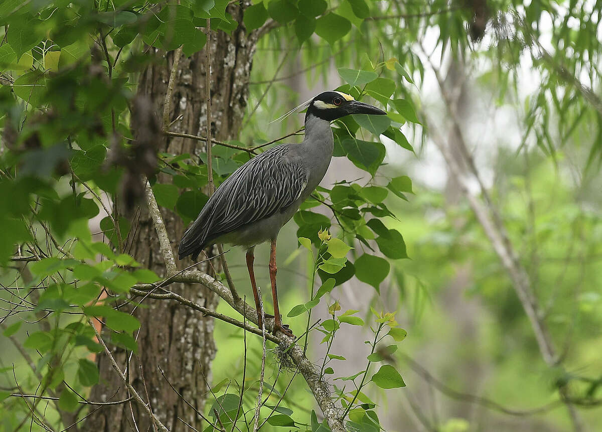 Bird with awesome yellow hair is Houston's best-kept secret