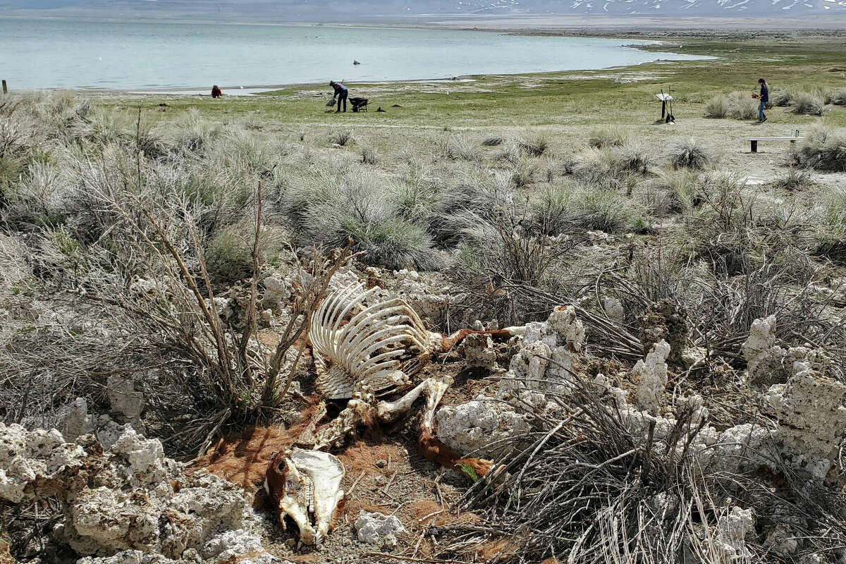 Why are wild horses mysteriously turning up dead at Mono Lake?