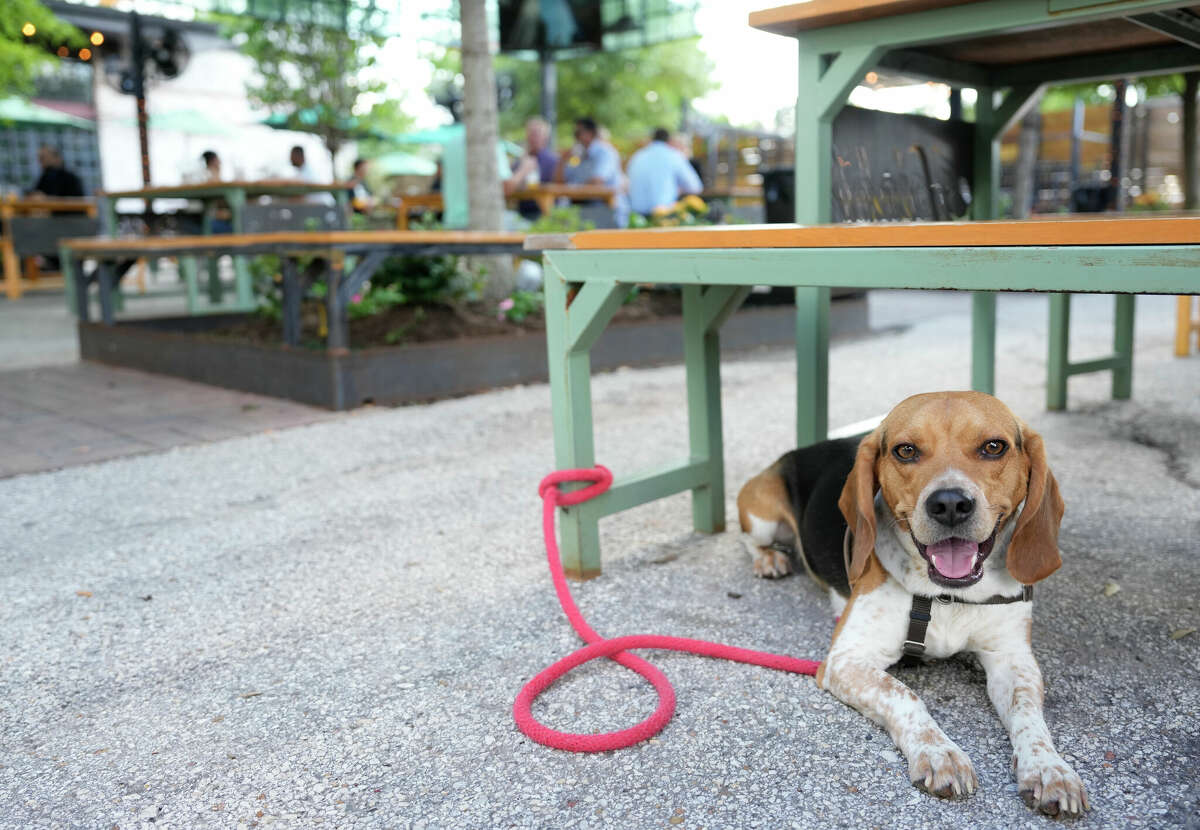 BringFido to Dog Day with the Houston Astros