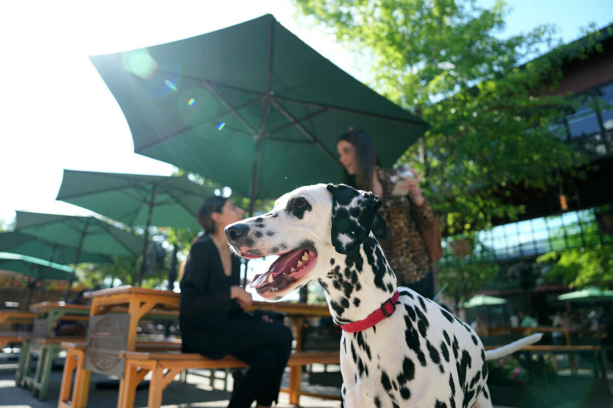 National Dog Day Best Houston dogfriendly patios to celebrate