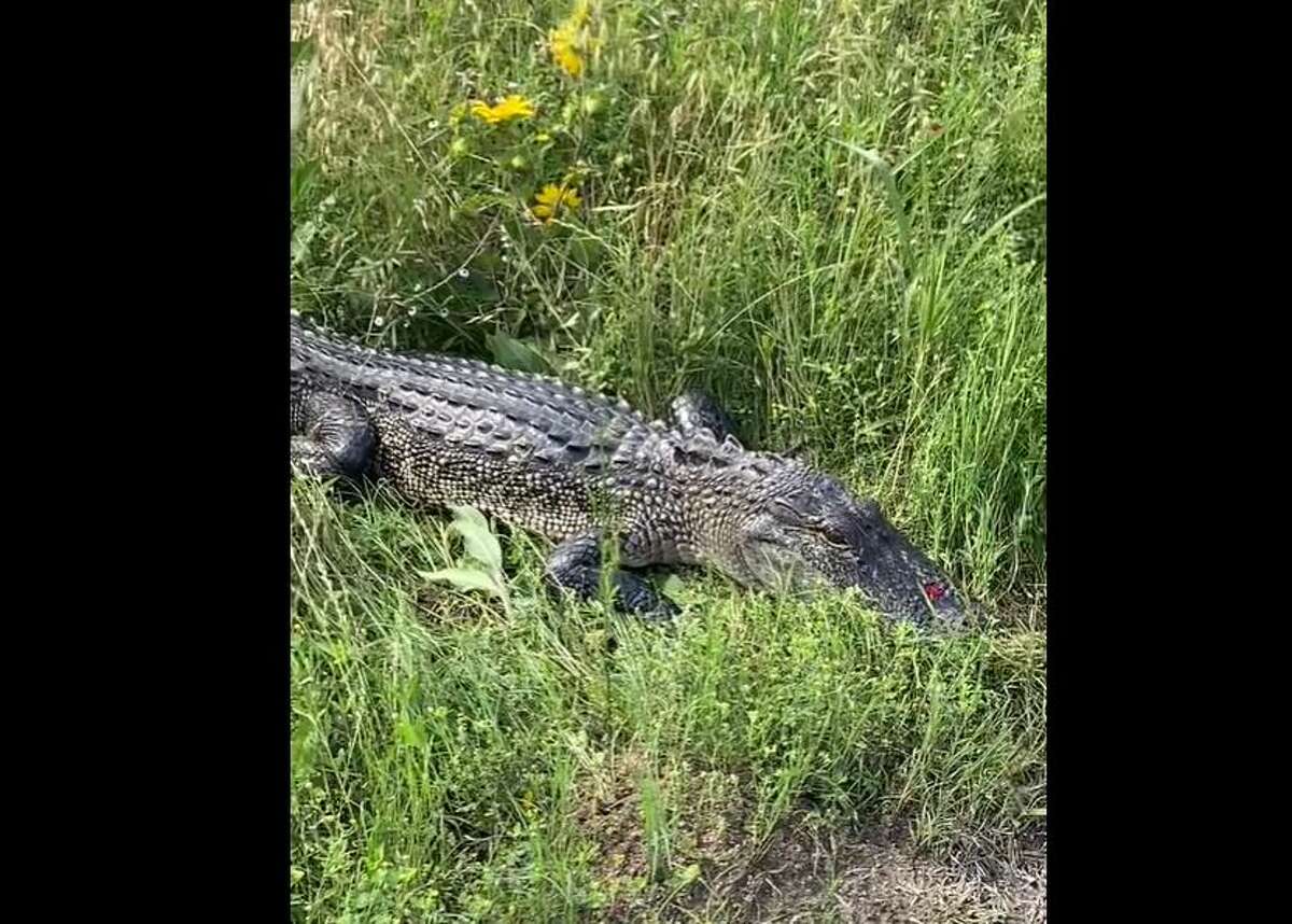 Rain causes unusual alligator sighting in Texas county