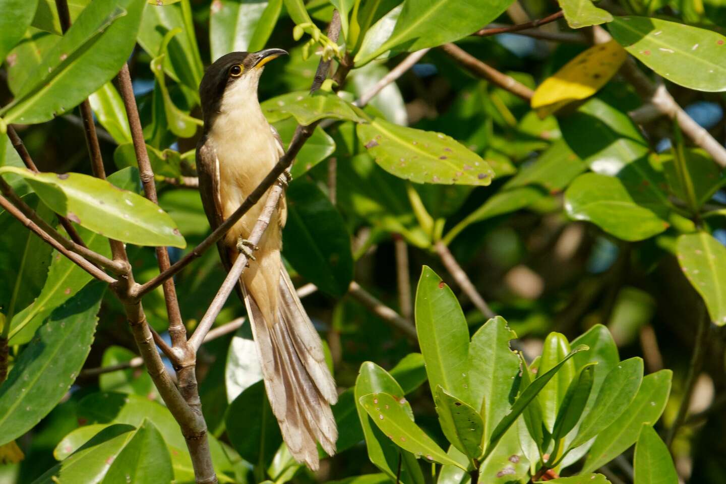 Mangrove Cuckoo makes rare Texas appearance after 41 years