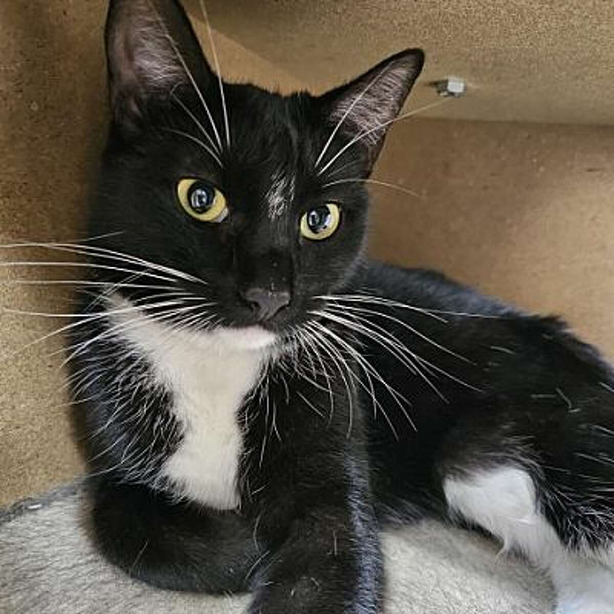 Marcie is one of the cats available for adoption Saturday as LAPS and Best Friends For Life partner for a drive Saturday, May 20, 2023 at the Walmart located at 2615 Bob Bullock Loop.