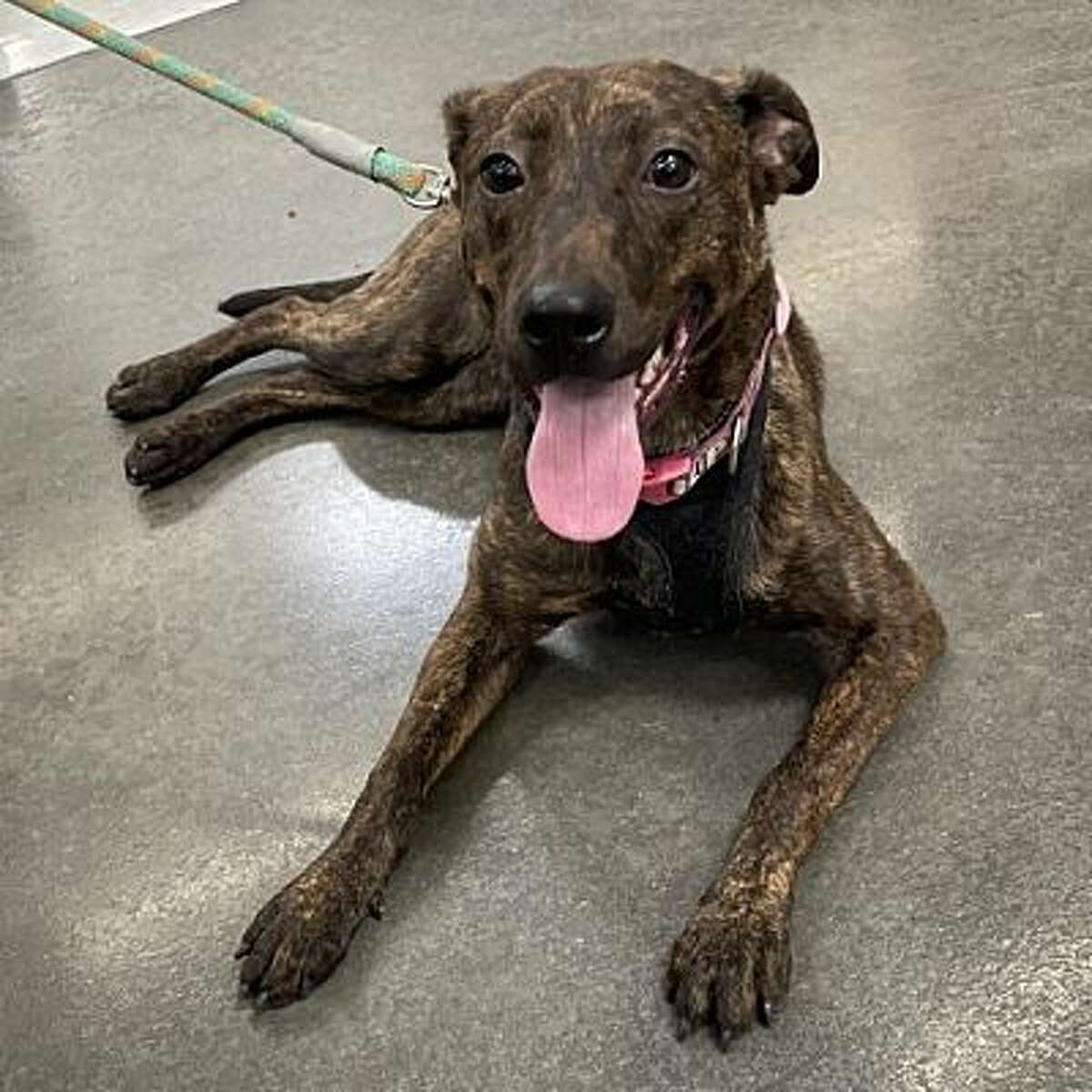 Queenie is one of the dogs available for adoption Saturday as LAPS and Best Friends For Life partner for a drive Saturday, May 20, 2023 at the Walmart located at 2615 Bob Bullock Loop.