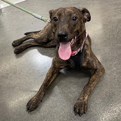 Walmart hosting LAPS and Best Friends For Life adoption event - Vimarsana News