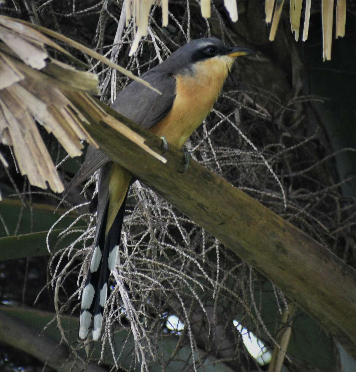 mangrove-cuckoo