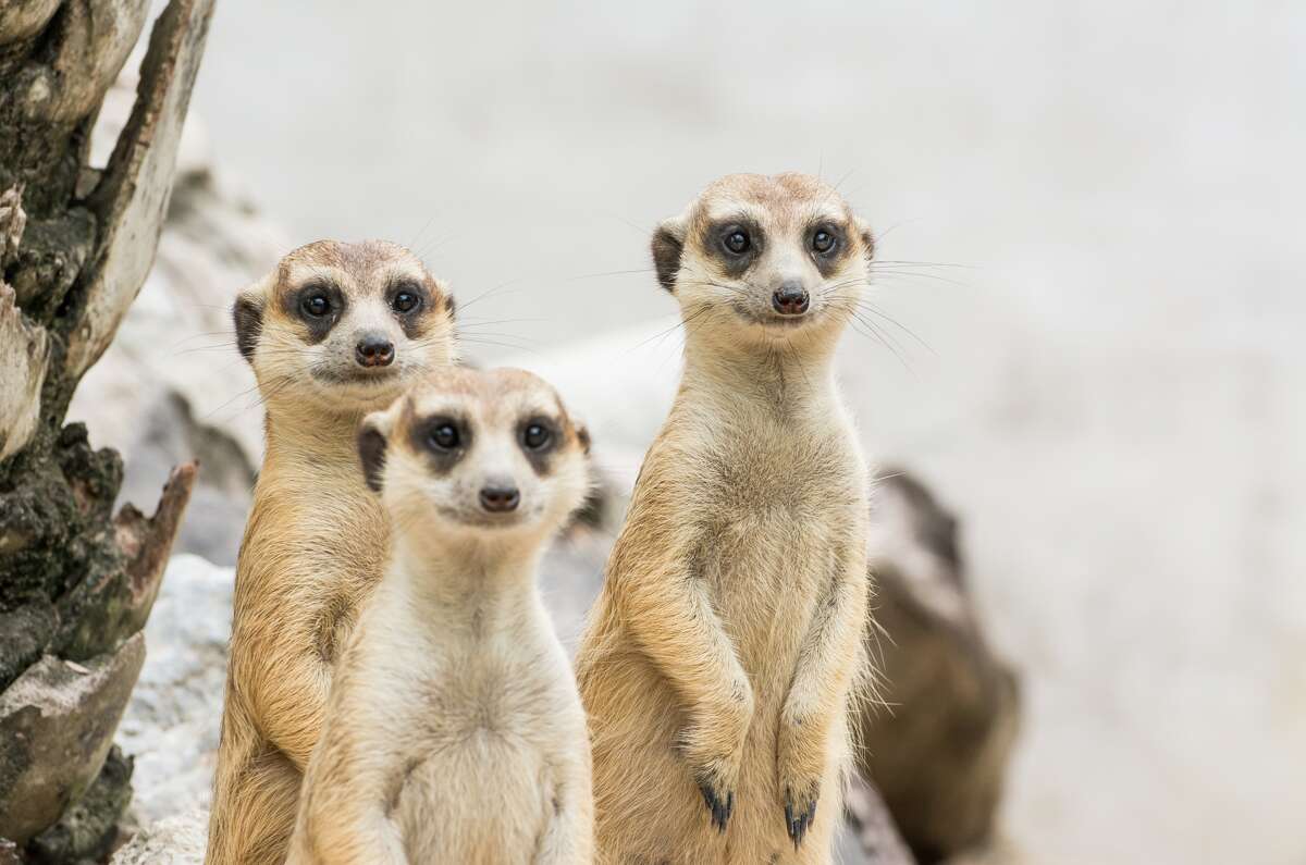 Meerkats back to San Antonio Zoo after 27 years