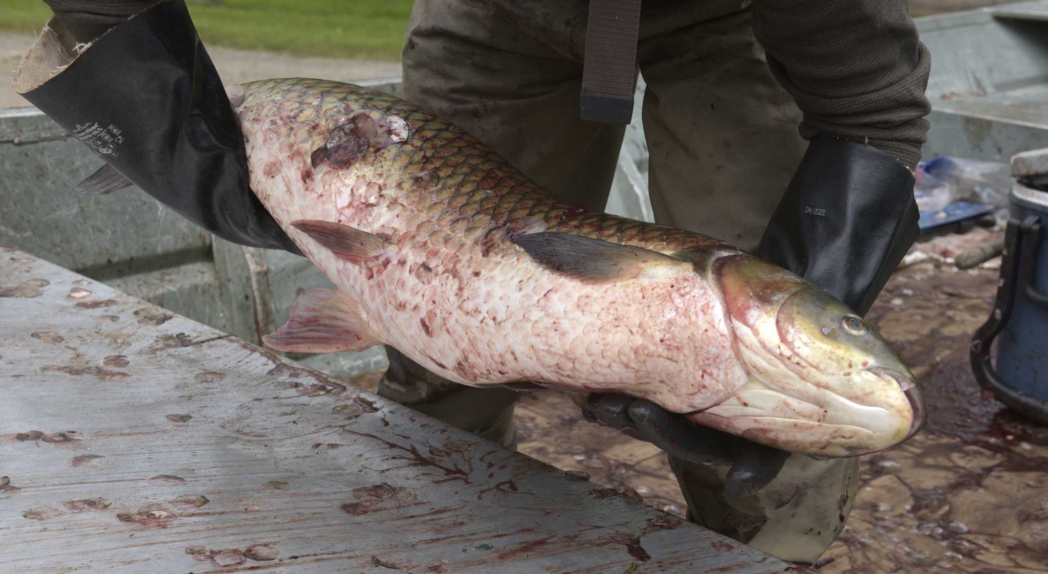 Record Grass Carp