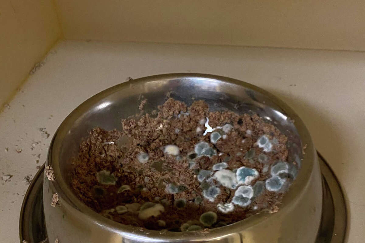 Moldy cat food is left out for cats to eat at the Redwood City Wag Hotels on November 7, 2021. A former employee explains the cats were often neglected, with fresh food not given regularly.