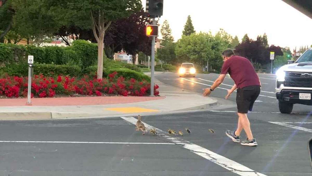 A man helping ducks cross a road in Rocklin was allegedly struck and killed by a driver on May 18, 2023.