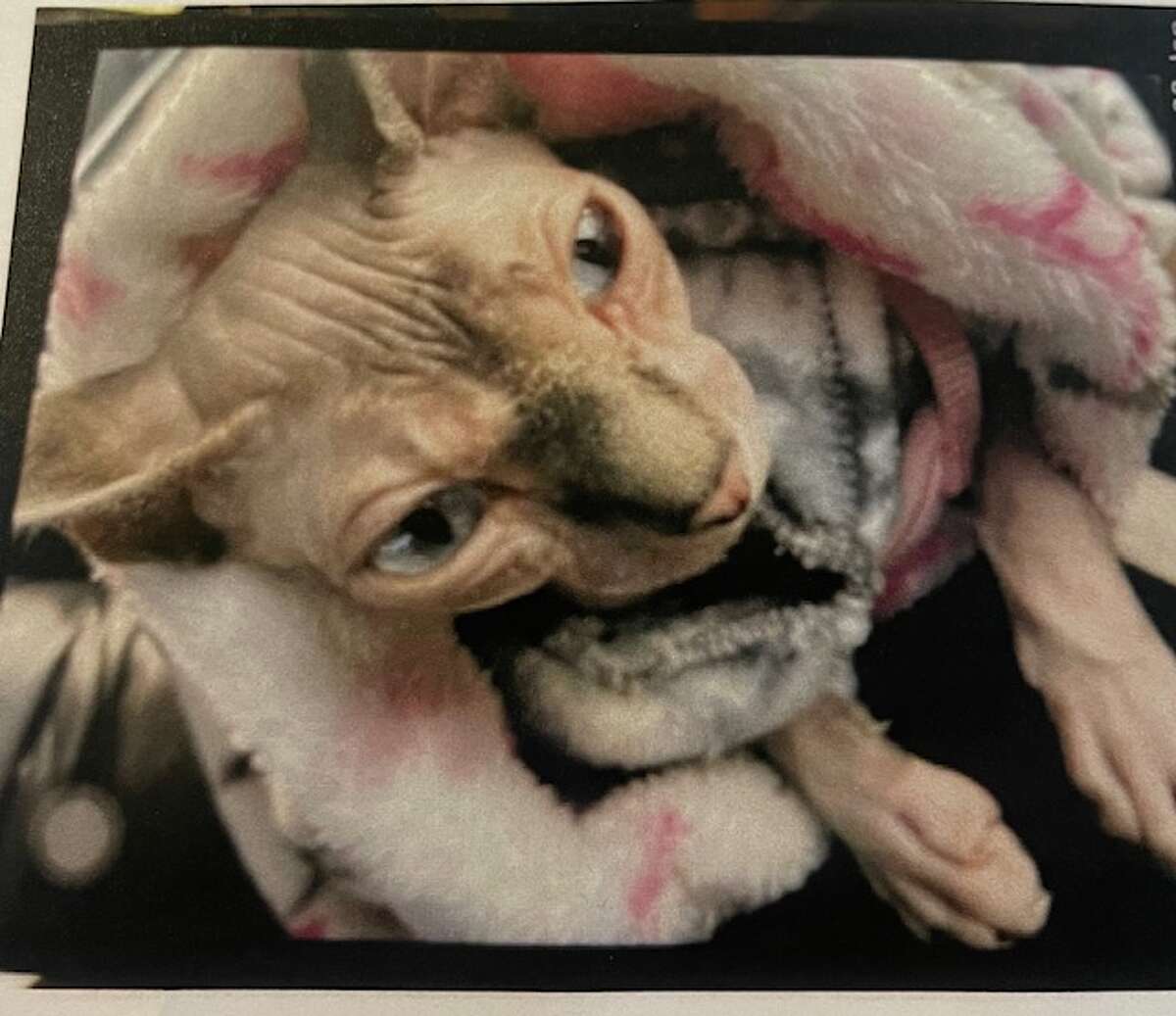 A hairless cat named Princess stolen from a Shelton hotel room in late January was reunited with its owner Saturday, according to Shelton police