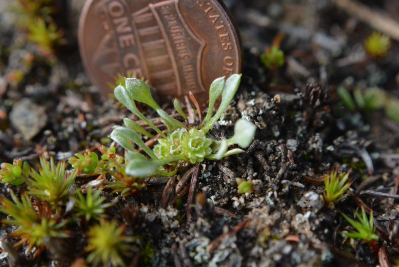 ‘Truly thrilling’: Extremely rare species found in California