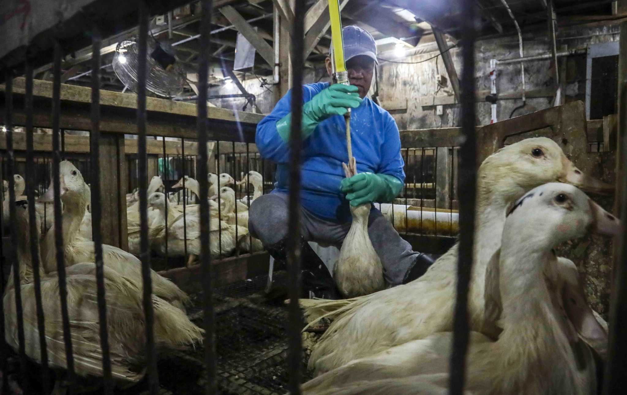 Supreme Court rejects challenge to California foie gras ban