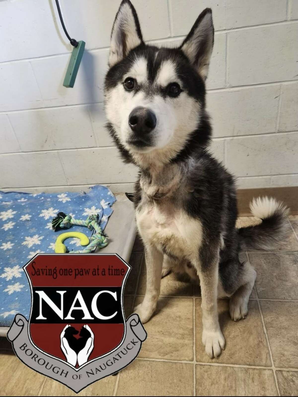 Naugatuck police say they have launched an animal cruelty investigation after a male Siberian husky suffering from multiple health problems was found roaming near the Waterbury border on the afternoon of May 13. The husky, named Justice, underwent surgery to remove a length of chain embedded in his neck, Sgt. Danielle Durette said at a news conference Monday.