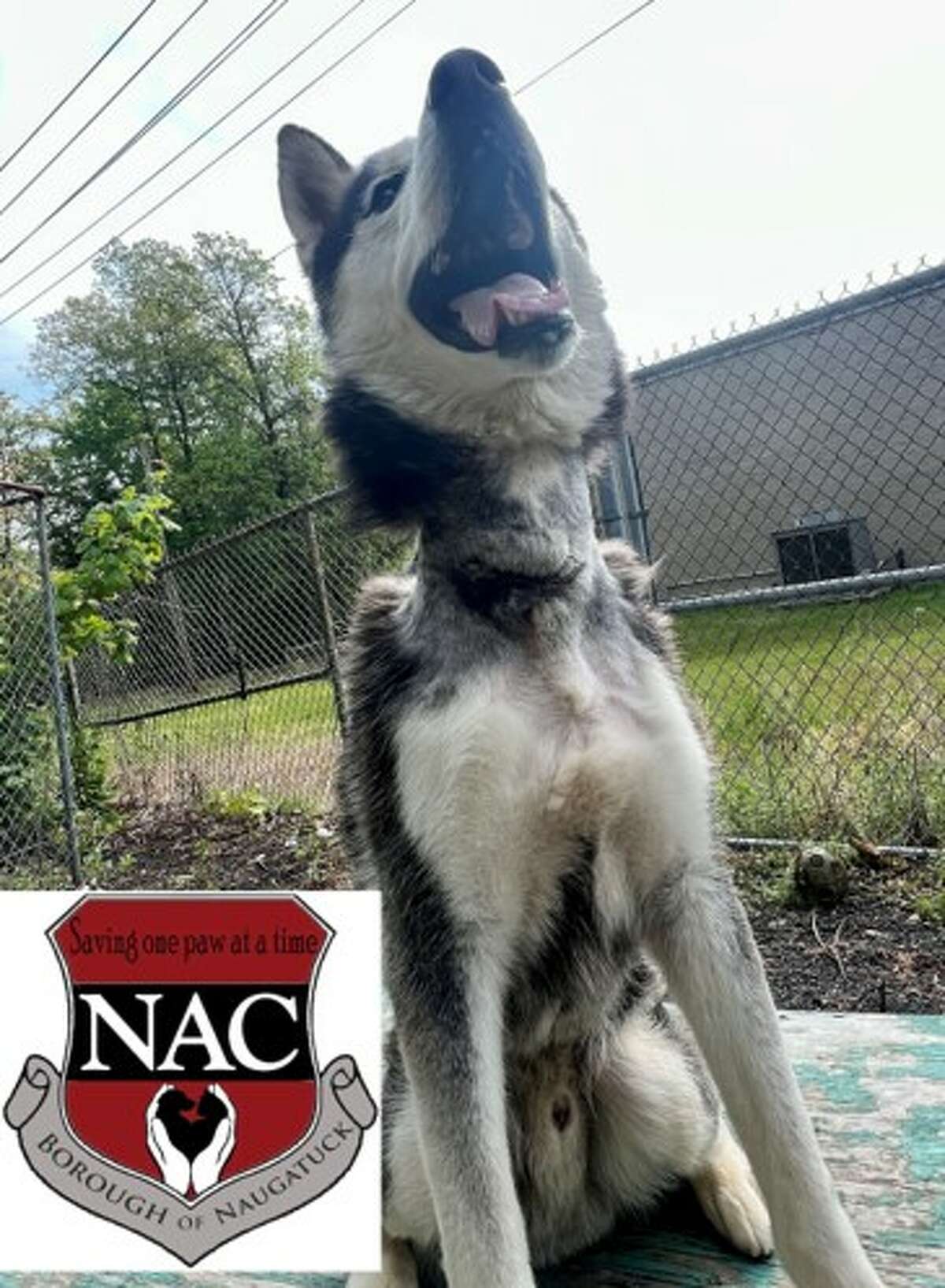 Naugatuck police say they have launched an animal cruelty investigation after a male Siberian husky suffering from multiple health problems was found roaming near the Waterbury border on the afternoon of May 13. The husky, named Justice, underwent surgery to remove a length of chain embedded in his neck, Sgt. Danielle Durette said at a news conference Monday.