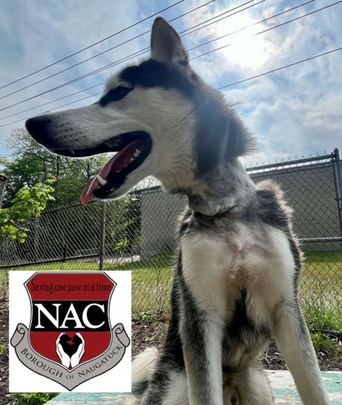 Naugatuck police say they have launched an animal cruelty investigation after a male Siberian husky suffering from multiple health problems was found roaming near the Waterbury border on the afternoon of May 13. The husky, named Justice, underwent surgery to remove a length of chain embedded in his neck, Sgt. Danielle Durette said at a news conference Monday.
