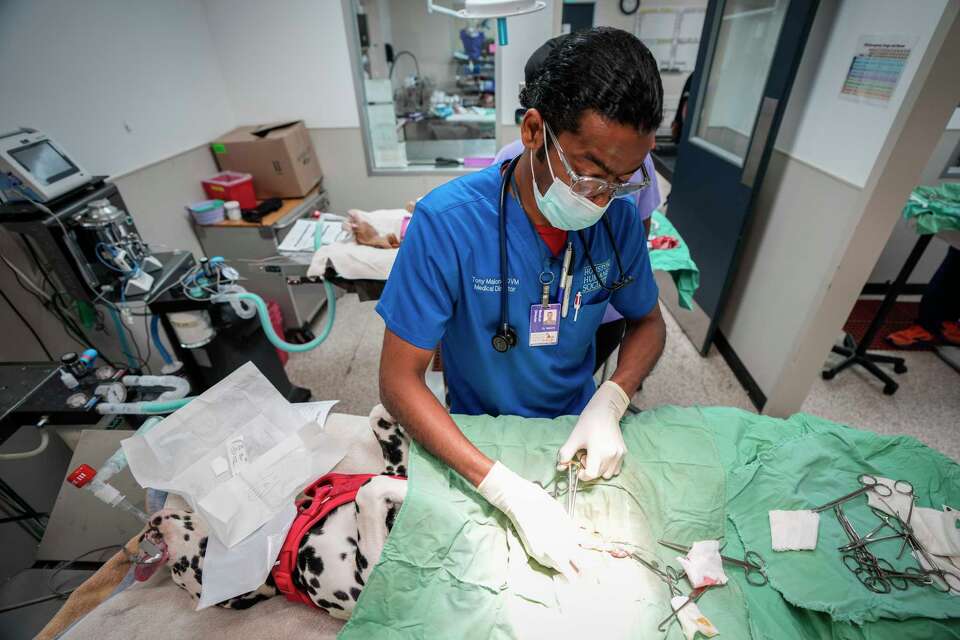 Houston veterinarian wins Shelter Vet of the Year animal care award