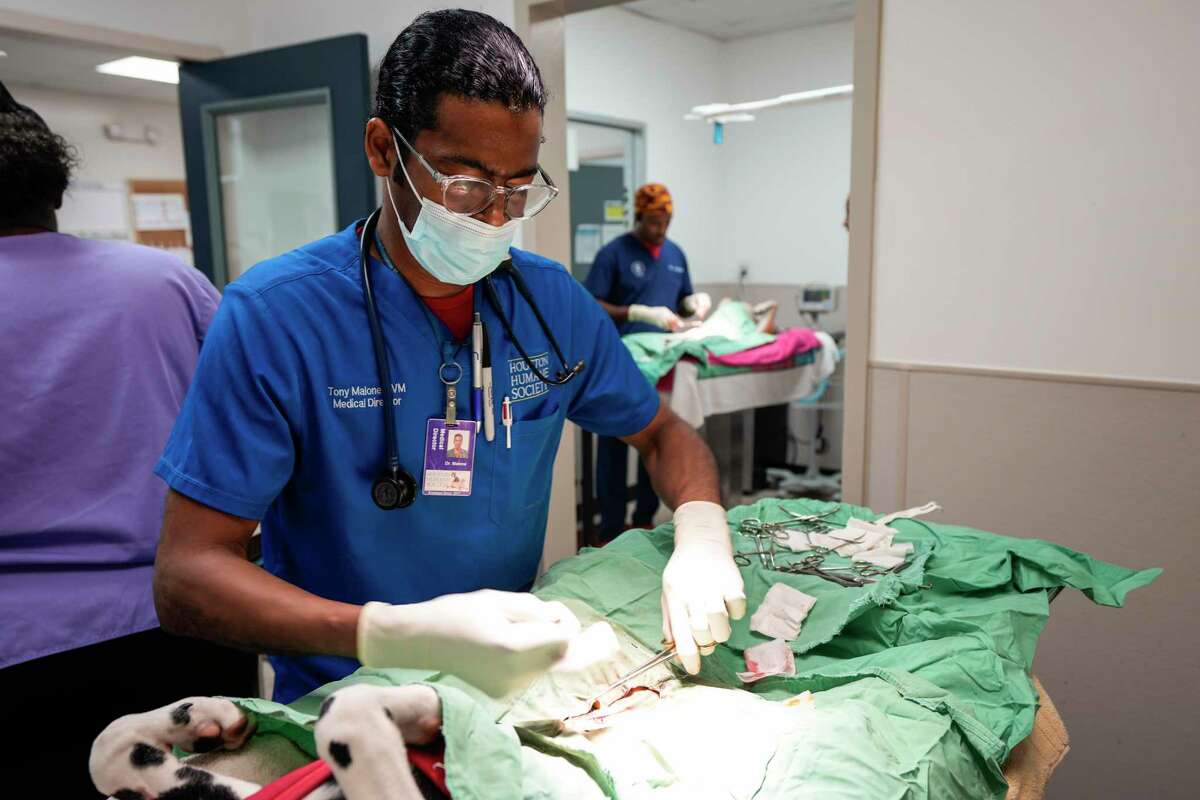 Houston veterinarian wins Shelter Vet of the Year animal care award