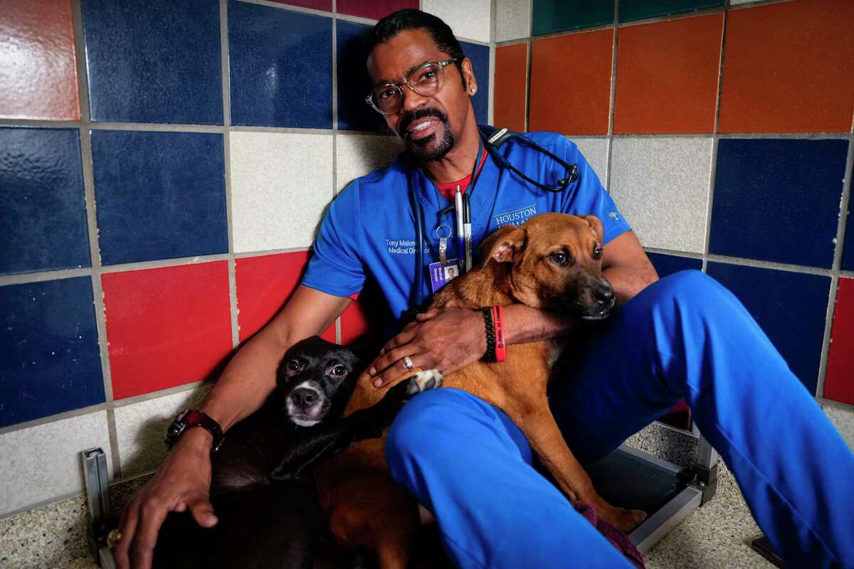 Houston veterinarian wins Shelter Vet of the Year animal care award