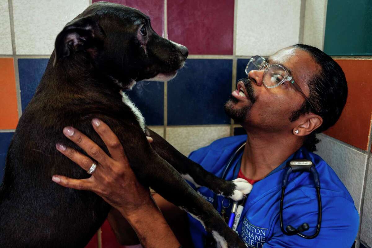 Houston veterinarian wins Shelter Vet of the Year animal care award