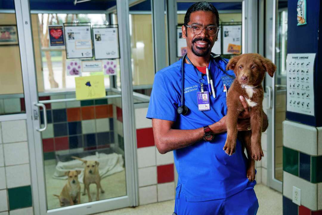Houston veterinarian wins Shelter Vet of the Year animal care award
