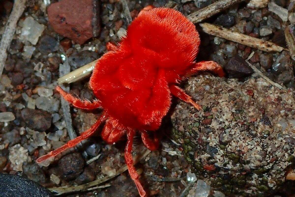 Red velvet mites have emerged at the Fort Davis National Historic Site in Texas following heavy rain storms in the Davis Mountains. 