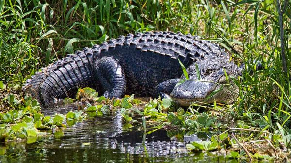 Man loses arm in gator attack behind Florida bar