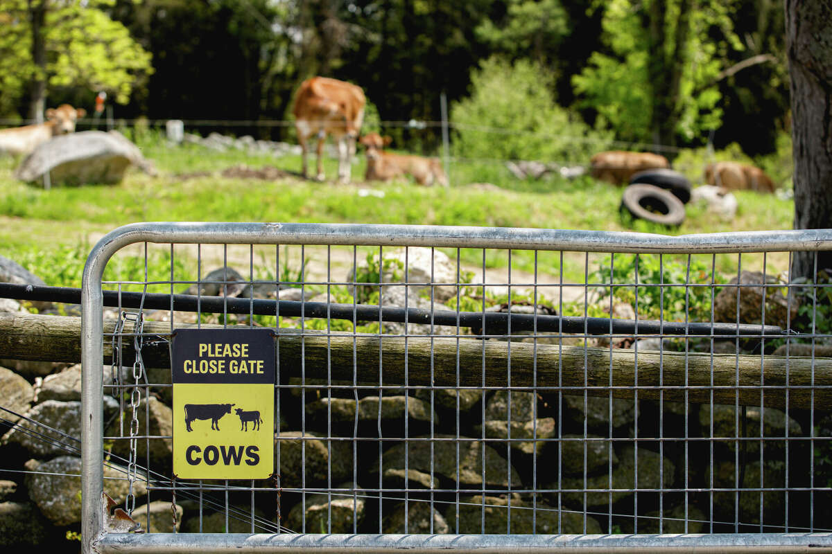 How CT farms and artisans are shaping the cheese-making scene