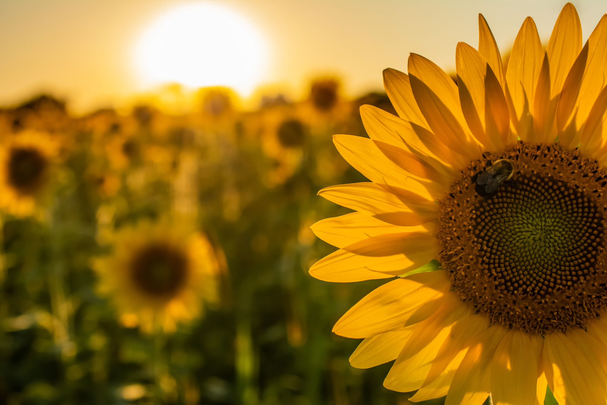 Sweet Berry Farm's sunflowers are blooming in Marble Falls - Vimarsana News