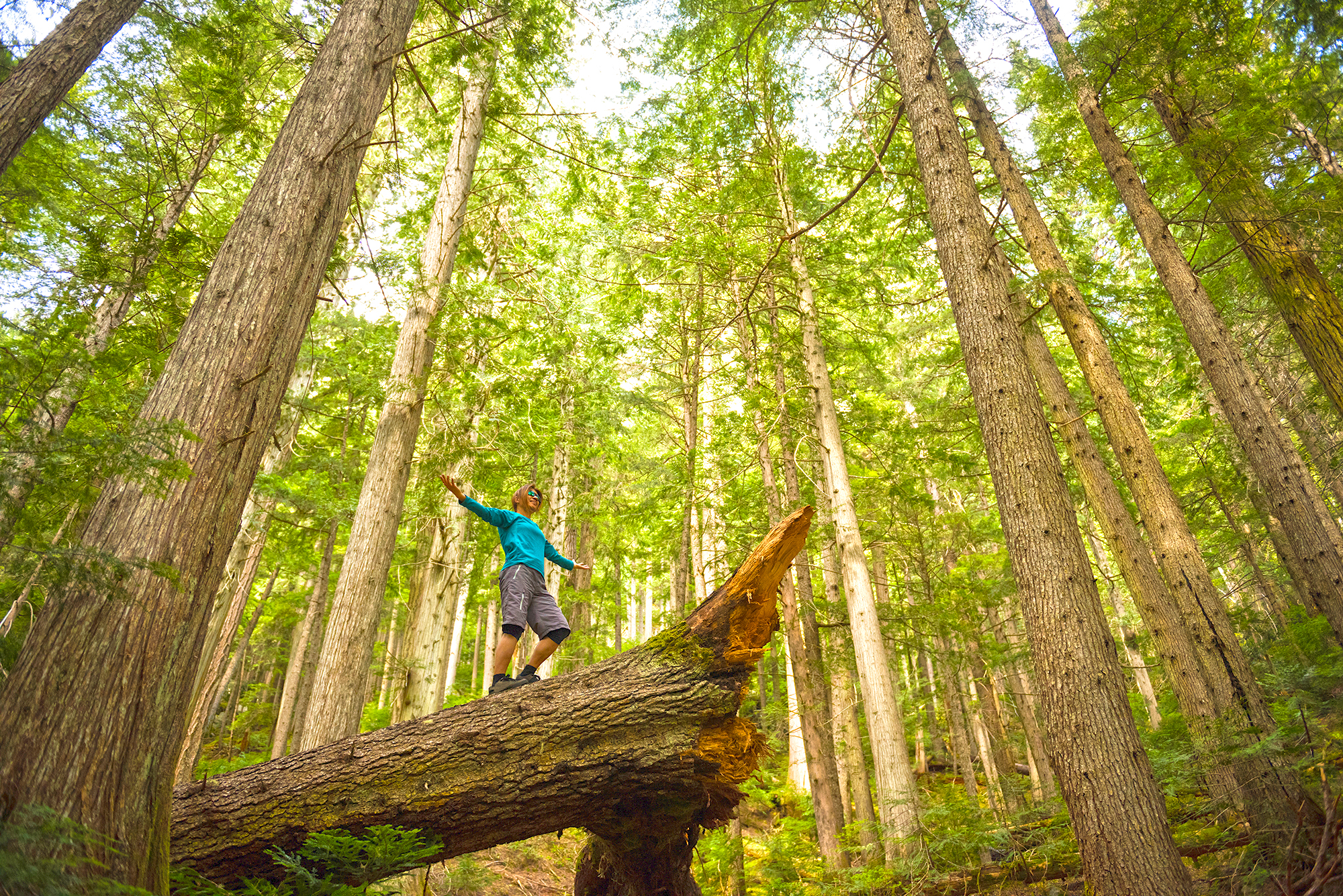 When it come to size and wonder, these trees are champs - Vimarsana News