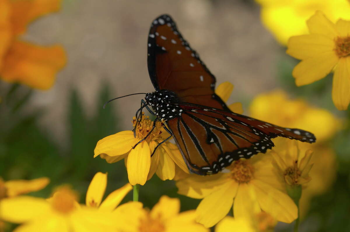 Maximize the butterflies in your San Antonio landscape