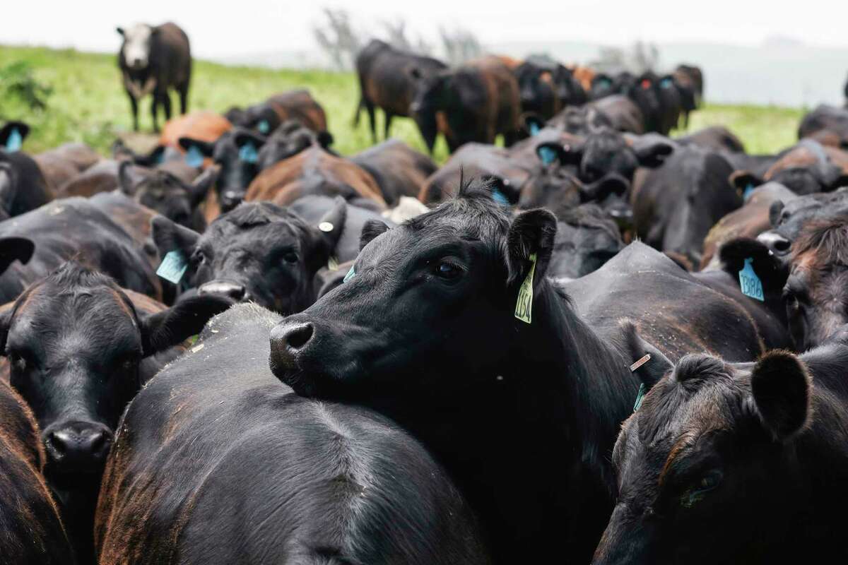 Cows prepare to be moved to a pasture at Temple Creek Ranch. Owner Loren Poncia raises about 60 to 100 old cows a year, a small percentage of his herd.