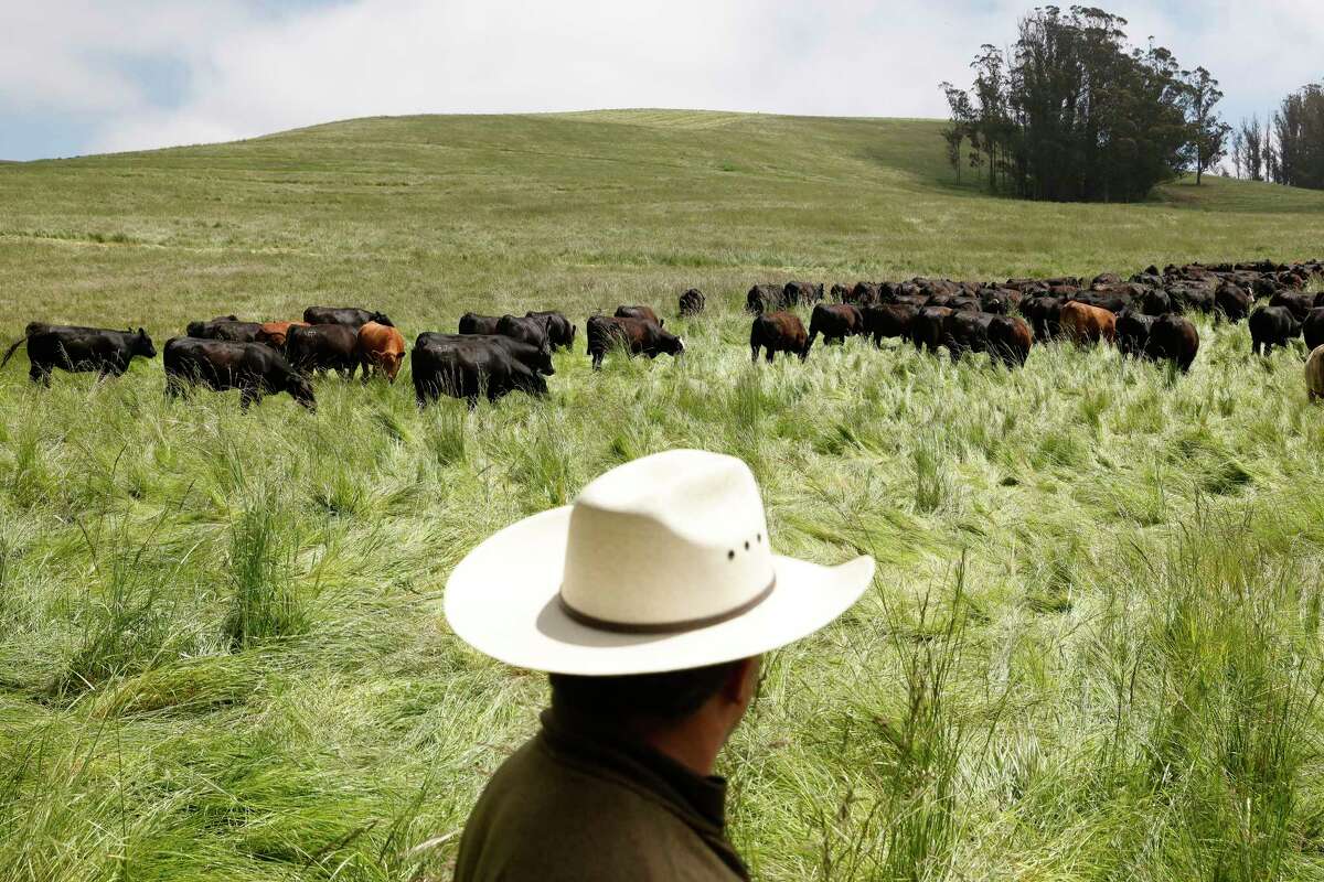 the-secret-to-california-chefs-best-tasting-steaks-old-cows