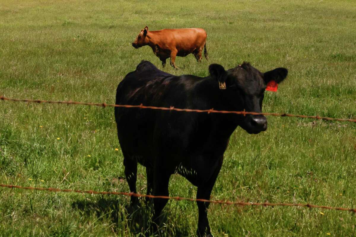 At Stemple Creek Ranch, an 8-year-old Red Angus cow grazes in the background, while a 4-year-old Black Angus takes the foreground.