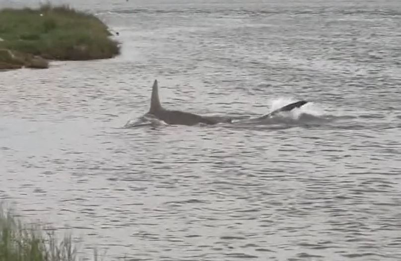 Massive hammerhead shark swims near Galveston Island