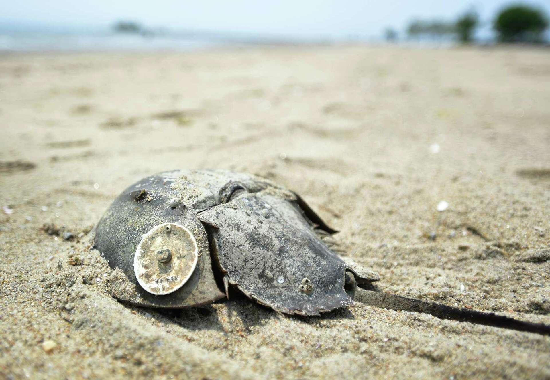 Did Bridgeport break CT rules when horseshoe crabs were killed?