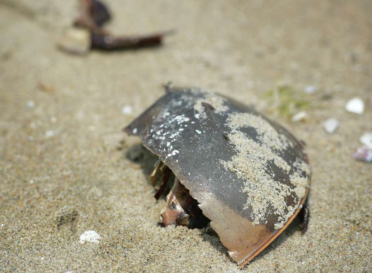 Bridgeport and CT look into crushed horseshoe crabs at Seaside Park