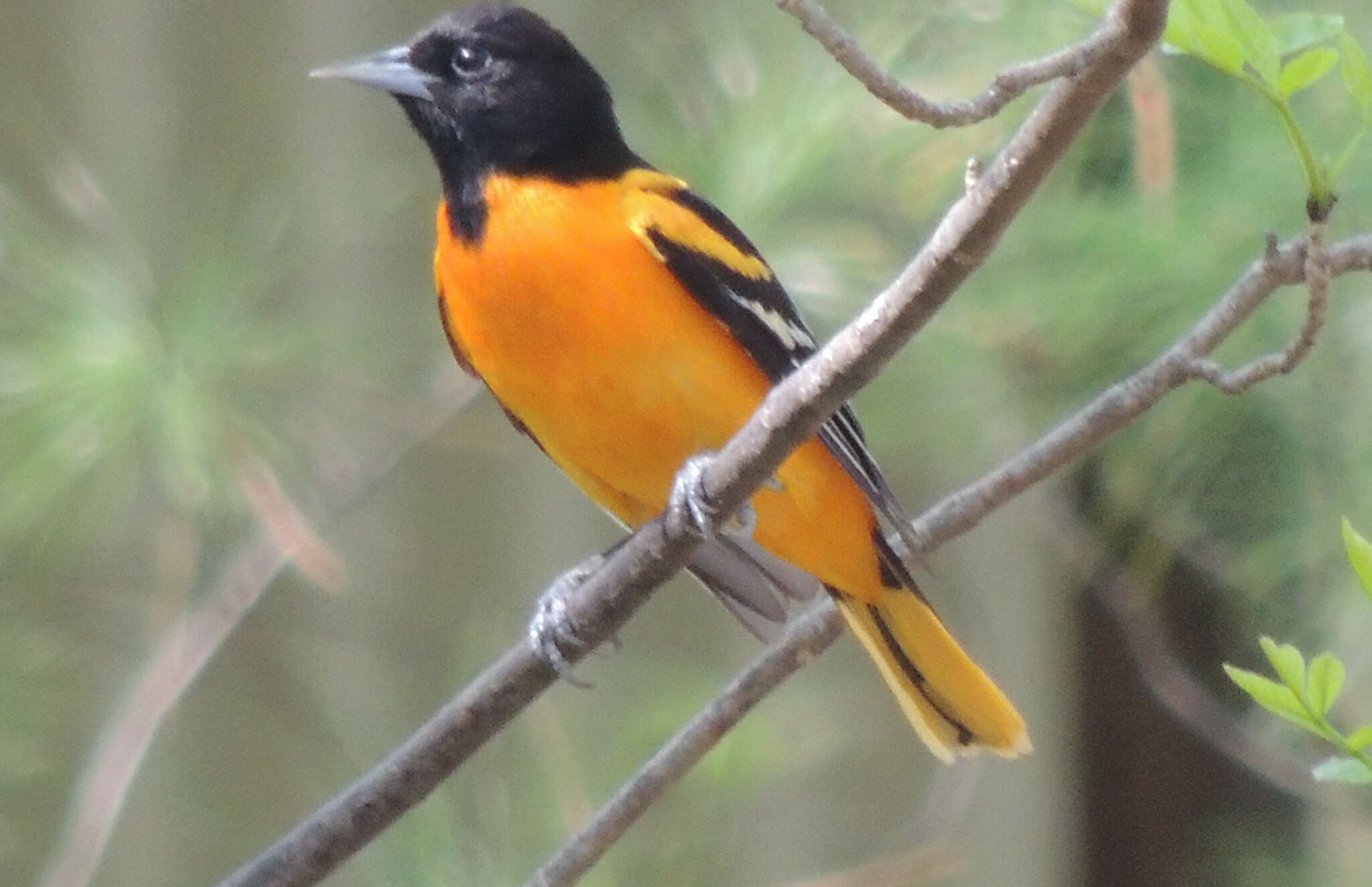 Michigan's Baltimore Oriole is a subspecies of Northern Oriole